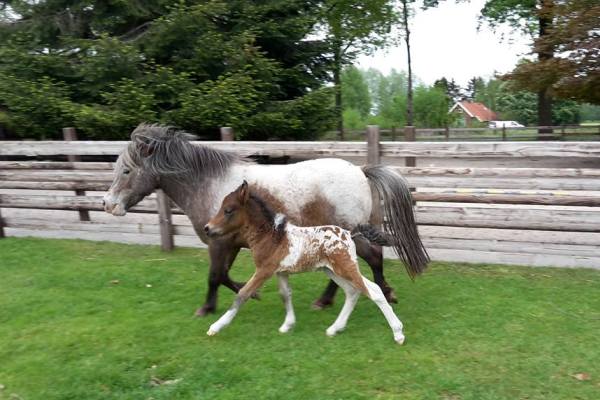 2Curly-horse-jacardi-Follow-your-Dreams-jackystables-moeder