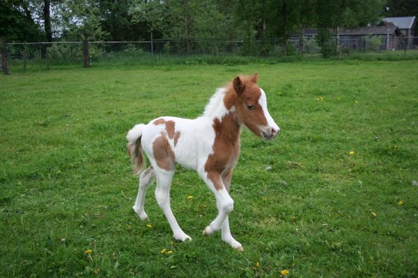 JackysJacardiNibbit-curly-miniature-horse