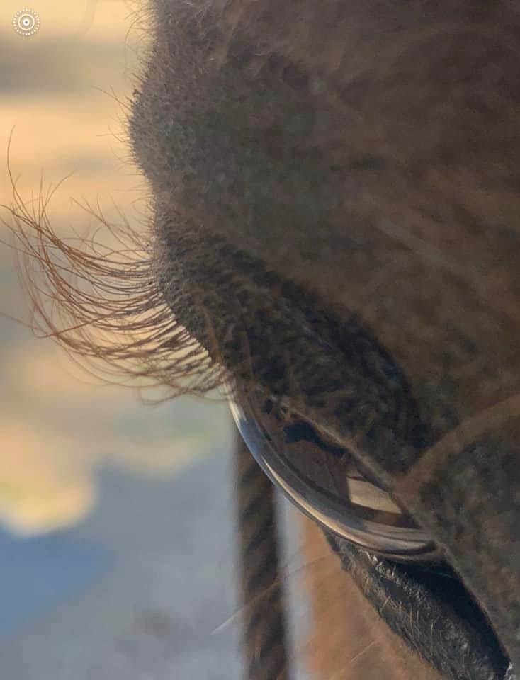 closeup-jacardi-curly-paardje-oog-wimpers