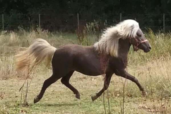 curlyBoy-mini-horse-jacardicurlys-jackystables